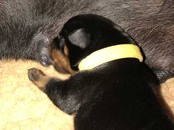 puppy's K-nest week 1